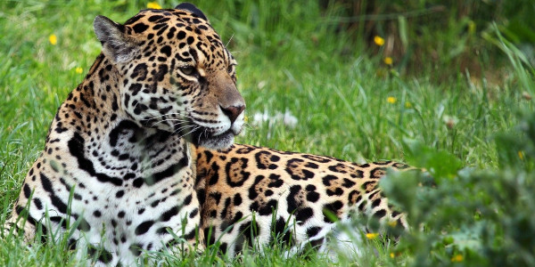 Jaguar auf Wiese liegend - auch in Costa Rica heimisch